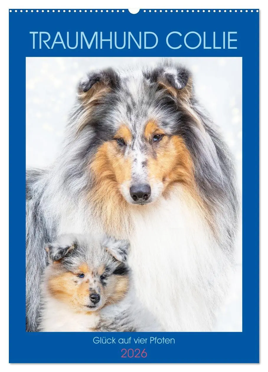Cover: 9783516331868 | Traumhund Collie - Glück auf vier Pfoten (Wandkalender 2026 DIN A2...