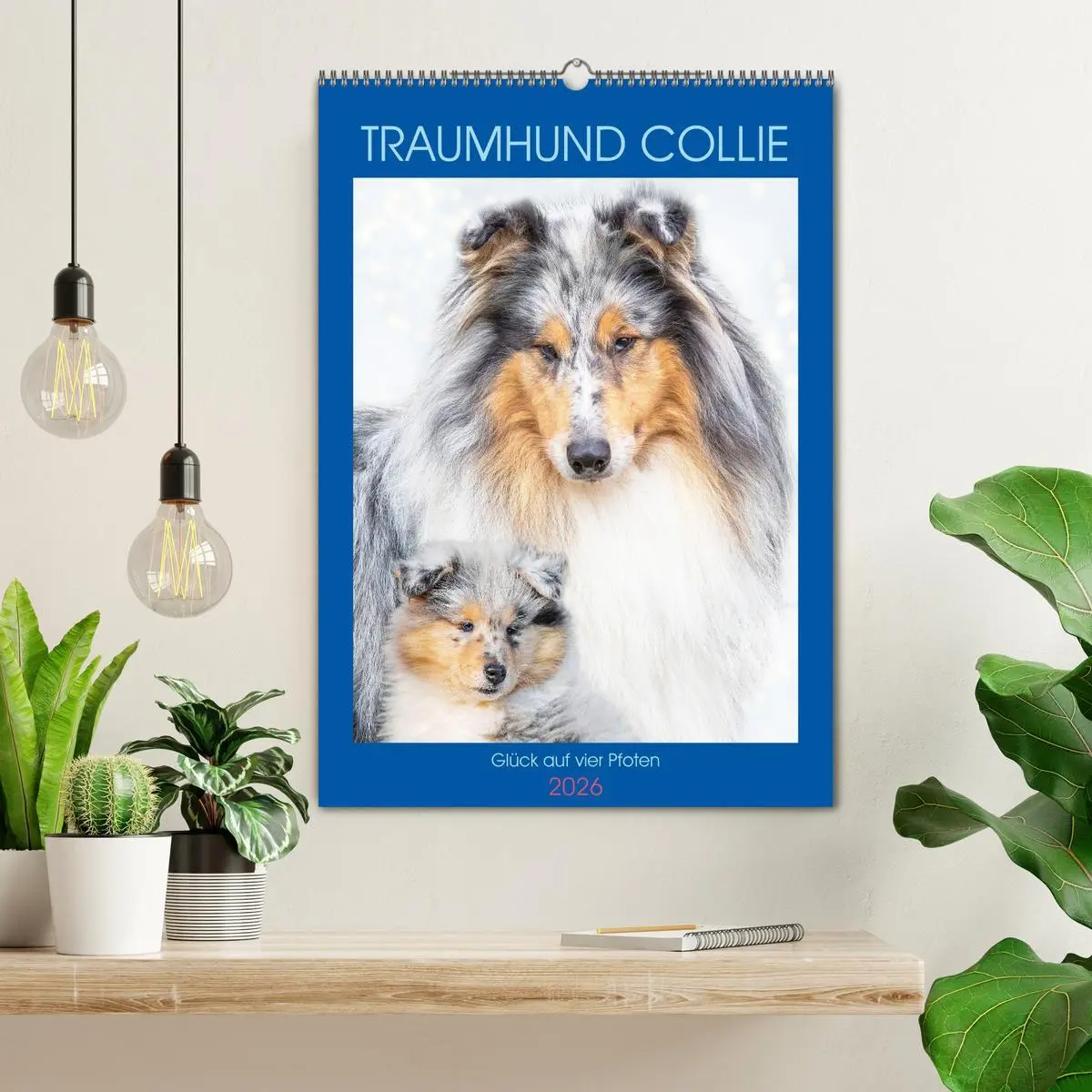 Bild: 9783516331868 | Traumhund Collie - Glück auf vier Pfoten (Wandkalender 2026 DIN A2...