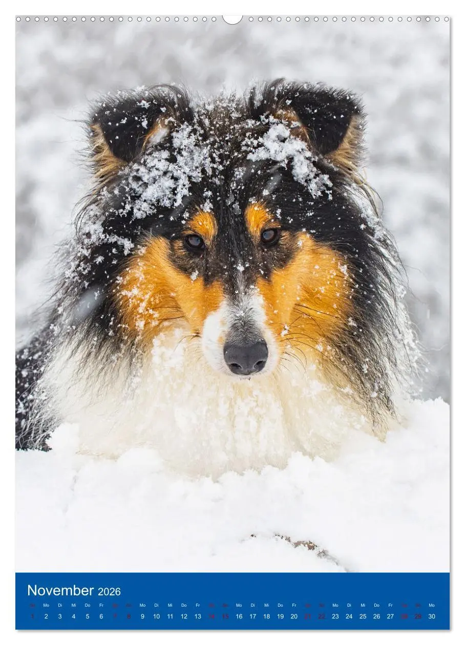 Bild: 9783516331868 | Traumhund Collie - Glück auf vier Pfoten (Wandkalender 2026 DIN A2...