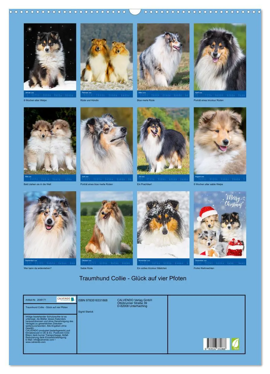 Bild: 9783516331868 | Traumhund Collie - Glück auf vier Pfoten (Wandkalender 2026 DIN A2...