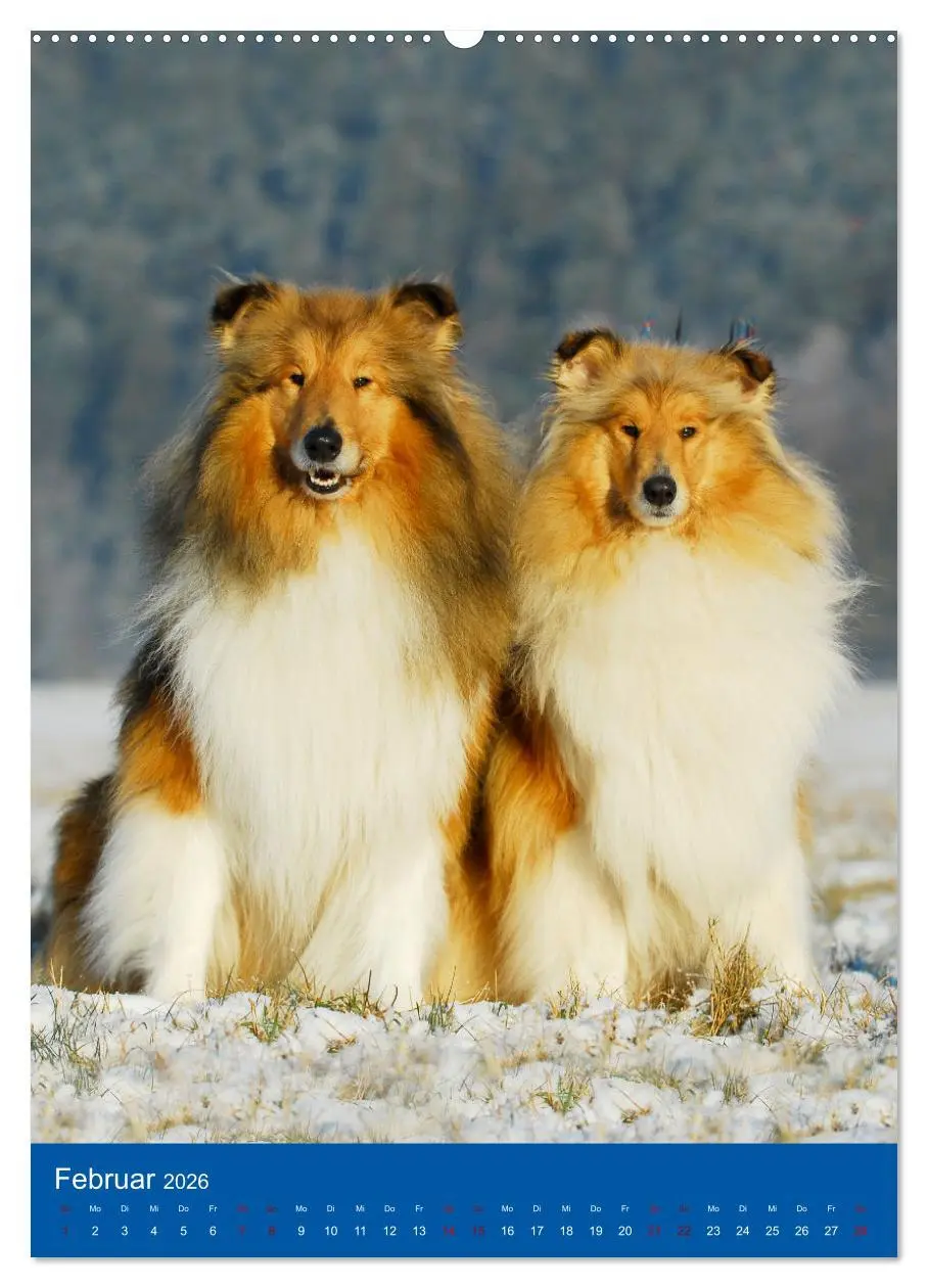 Bild: 9783516331868 | Traumhund Collie - Glück auf vier Pfoten (Wandkalender 2026 DIN A2...