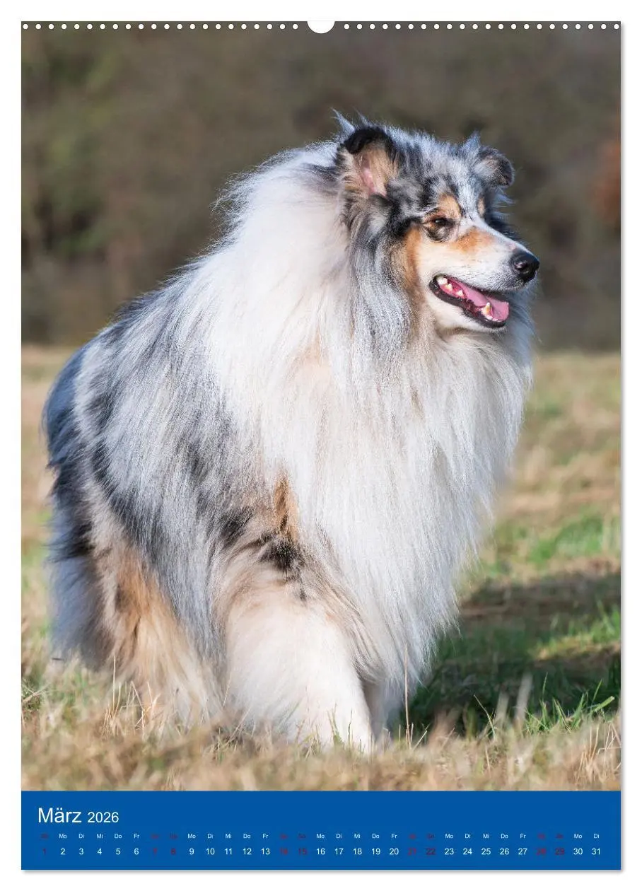 Bild: 9783516331868 | Traumhund Collie - Glück auf vier Pfoten (Wandkalender 2026 DIN A2...