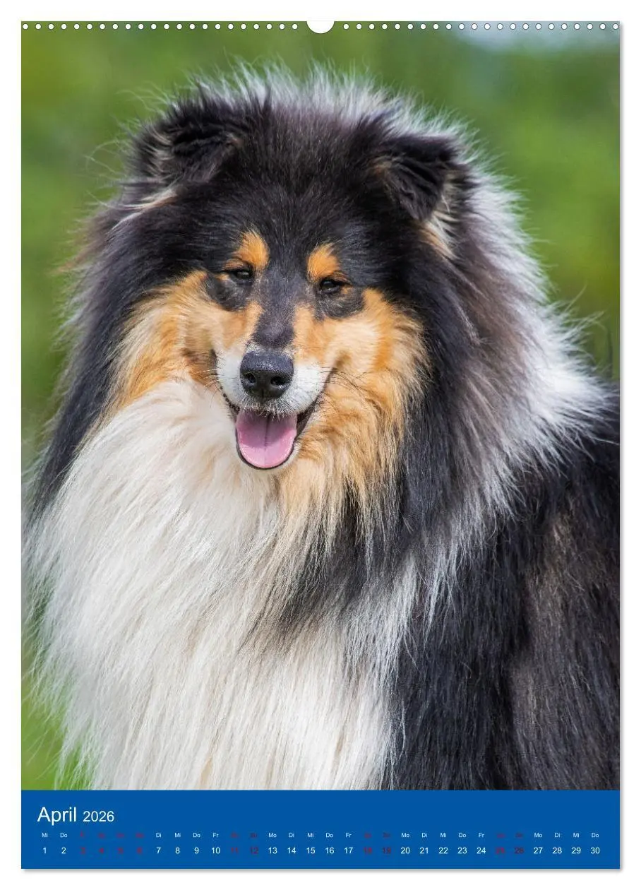 Bild: 9783516331868 | Traumhund Collie - Glück auf vier Pfoten (Wandkalender 2026 DIN A2...