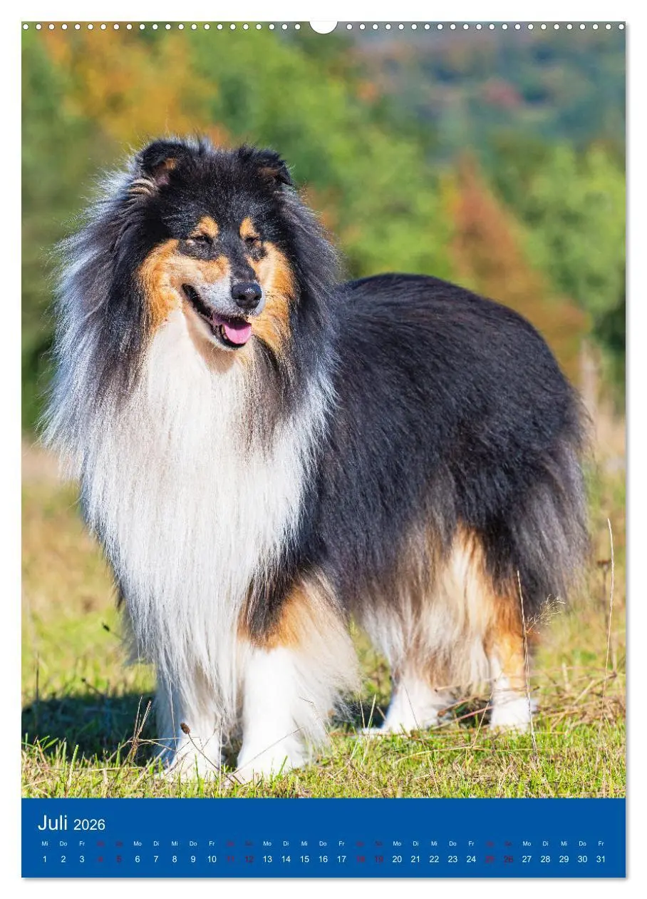 Bild: 9783516331868 | Traumhund Collie - Glück auf vier Pfoten (Wandkalender 2026 DIN A2...