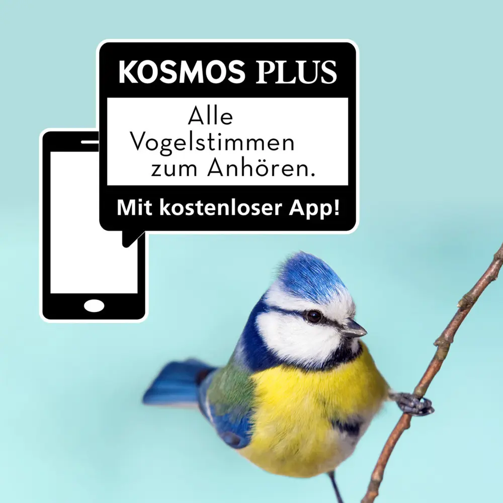 Bild: 9783440161968 | Welcher Gartenvogel ist das? | Holger Haag | Taschenbuch | Deutsch