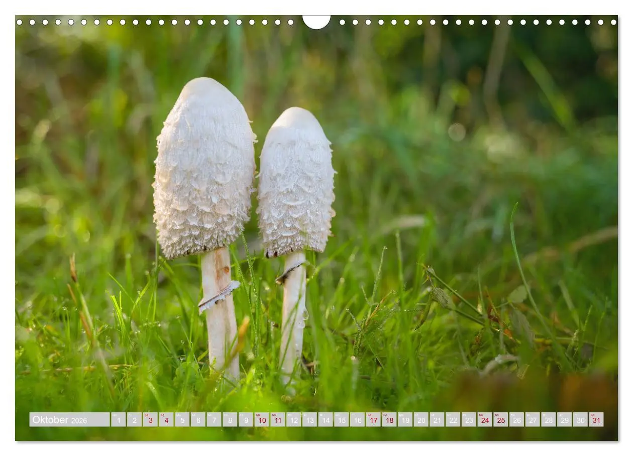 Bild: 9783457541968 | Pilze vor der Makrolinse 2026 (Wandkalender 2026 DIN A3 quer),...
