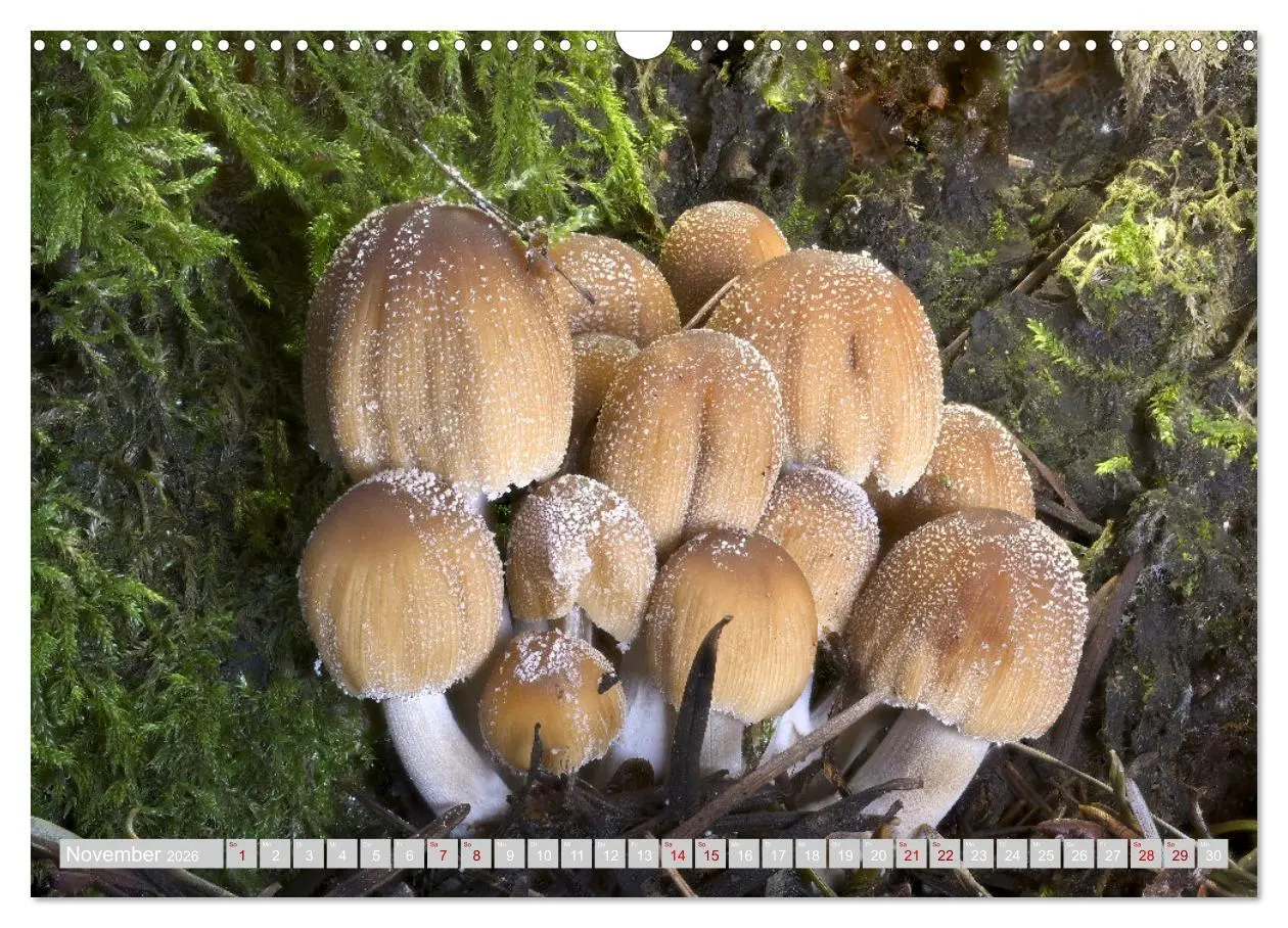 Bild: 9783457541968 | Pilze vor der Makrolinse 2026 (Wandkalender 2026 DIN A3 quer),...