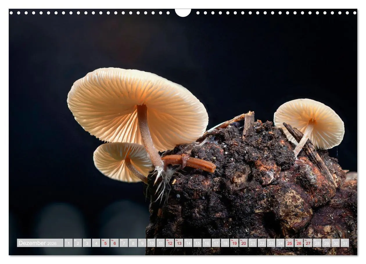 Bild: 9783457541968 | Pilze vor der Makrolinse 2026 (Wandkalender 2026 DIN A3 quer),...