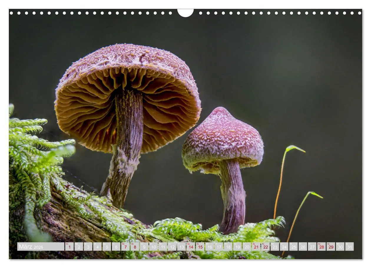 Bild: 9783457541968 | Pilze vor der Makrolinse 2026 (Wandkalender 2026 DIN A3 quer),...