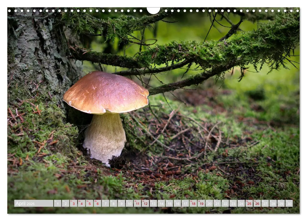 Bild: 9783457541968 | Pilze vor der Makrolinse 2026 (Wandkalender 2026 DIN A3 quer),...