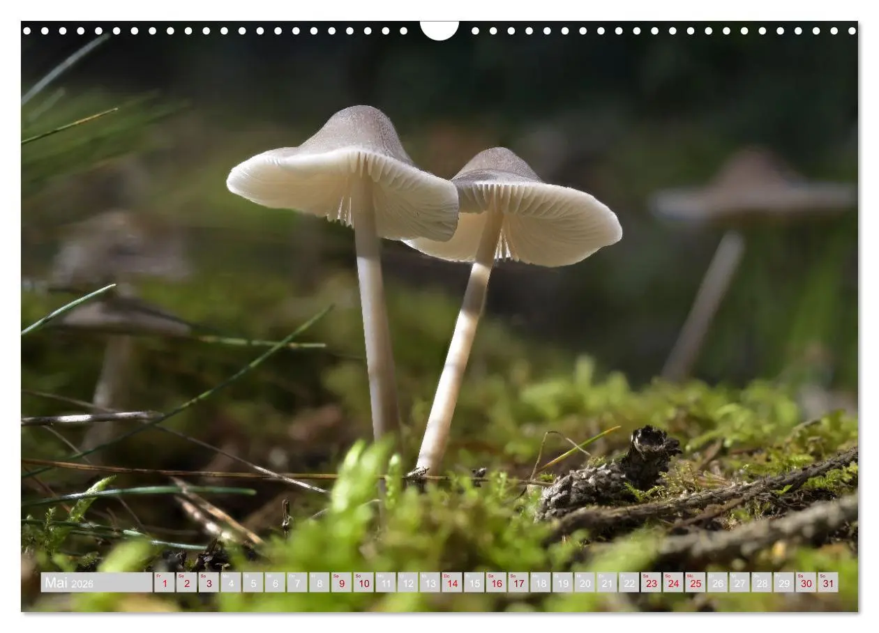 Bild: 9783457541968 | Pilze vor der Makrolinse 2026 (Wandkalender 2026 DIN A3 quer),...