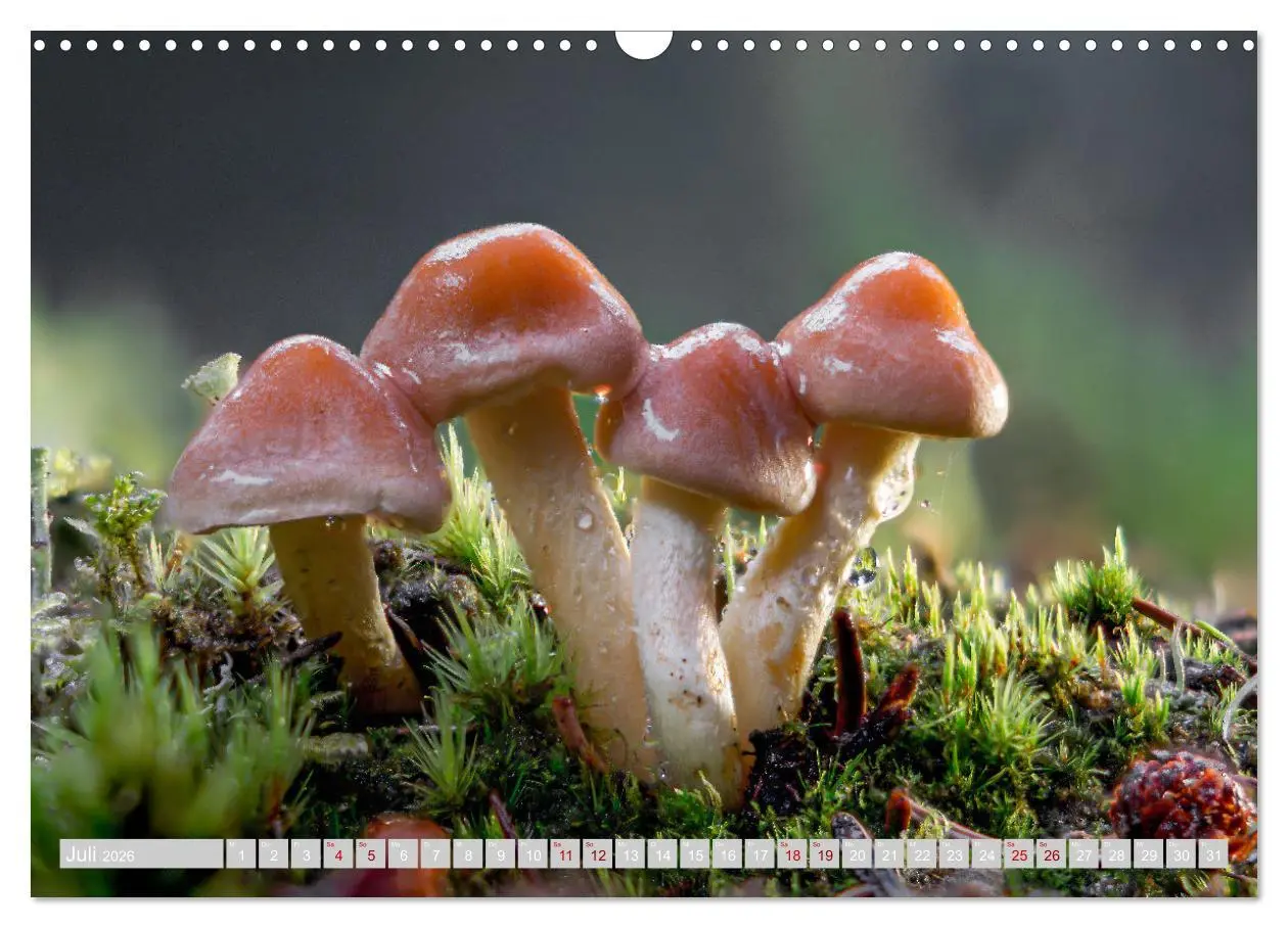 Bild: 9783457541968 | Pilze vor der Makrolinse 2026 (Wandkalender 2026 DIN A3 quer),...