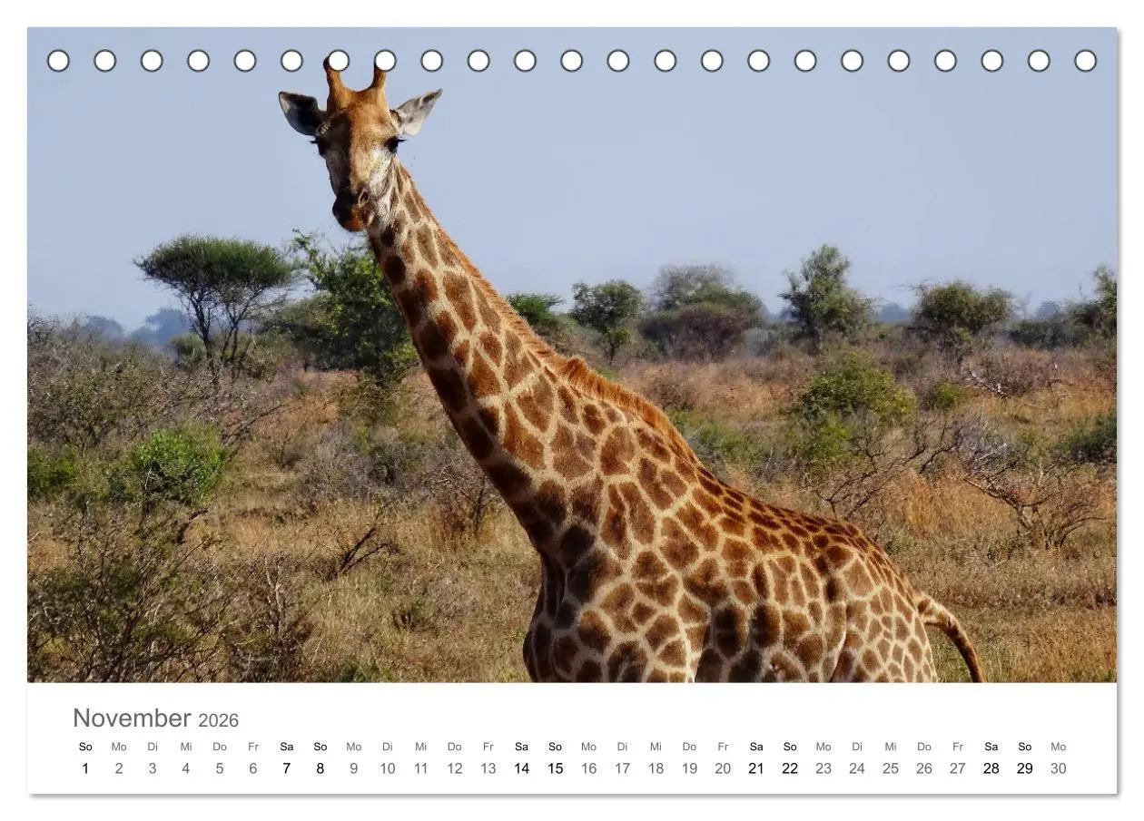 Bild: 9783457921968 | Afrika - Tiere im Krüger Nationalpark (Tischkalender 2026 DIN A5...