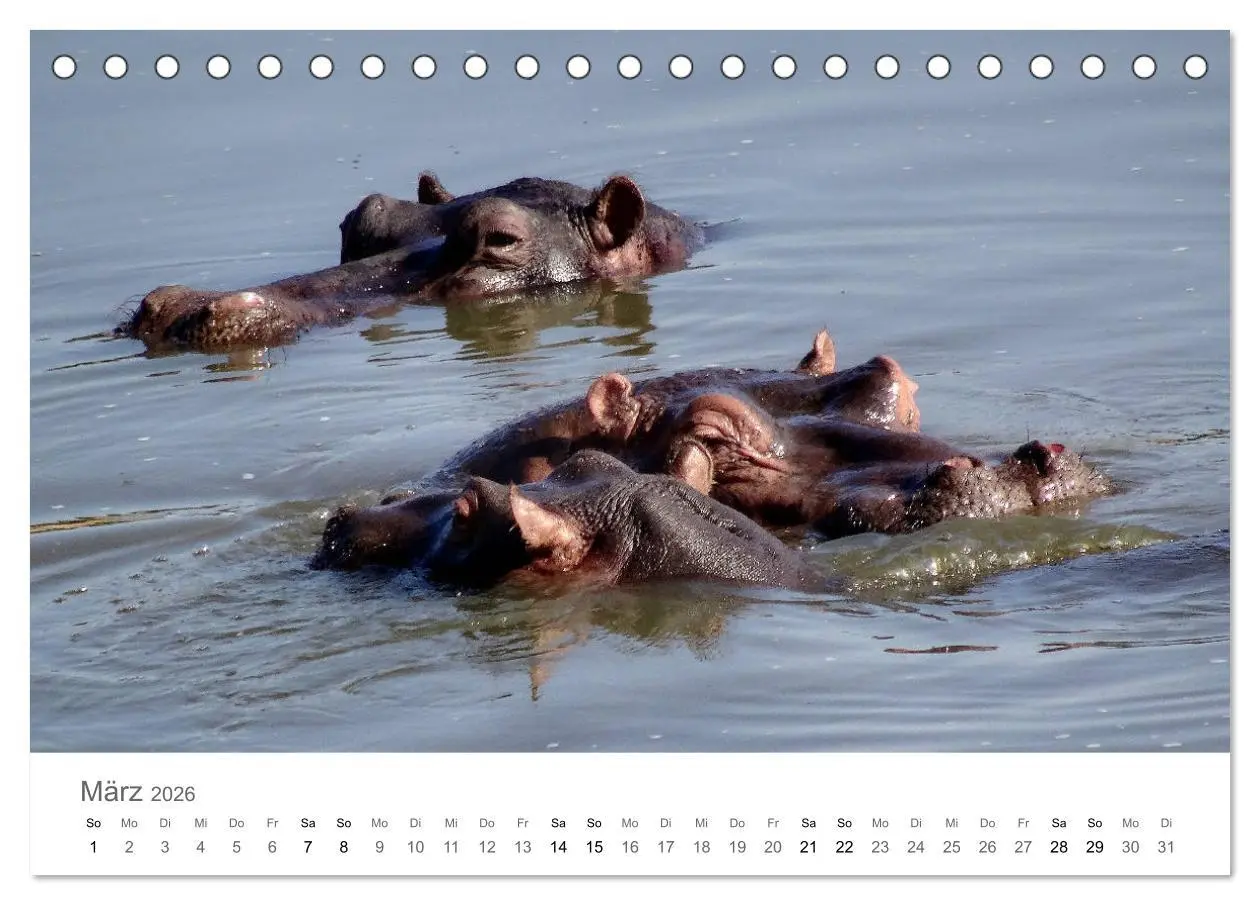 Bild: 9783457921968 | Afrika - Tiere im Krüger Nationalpark (Tischkalender 2026 DIN A5...