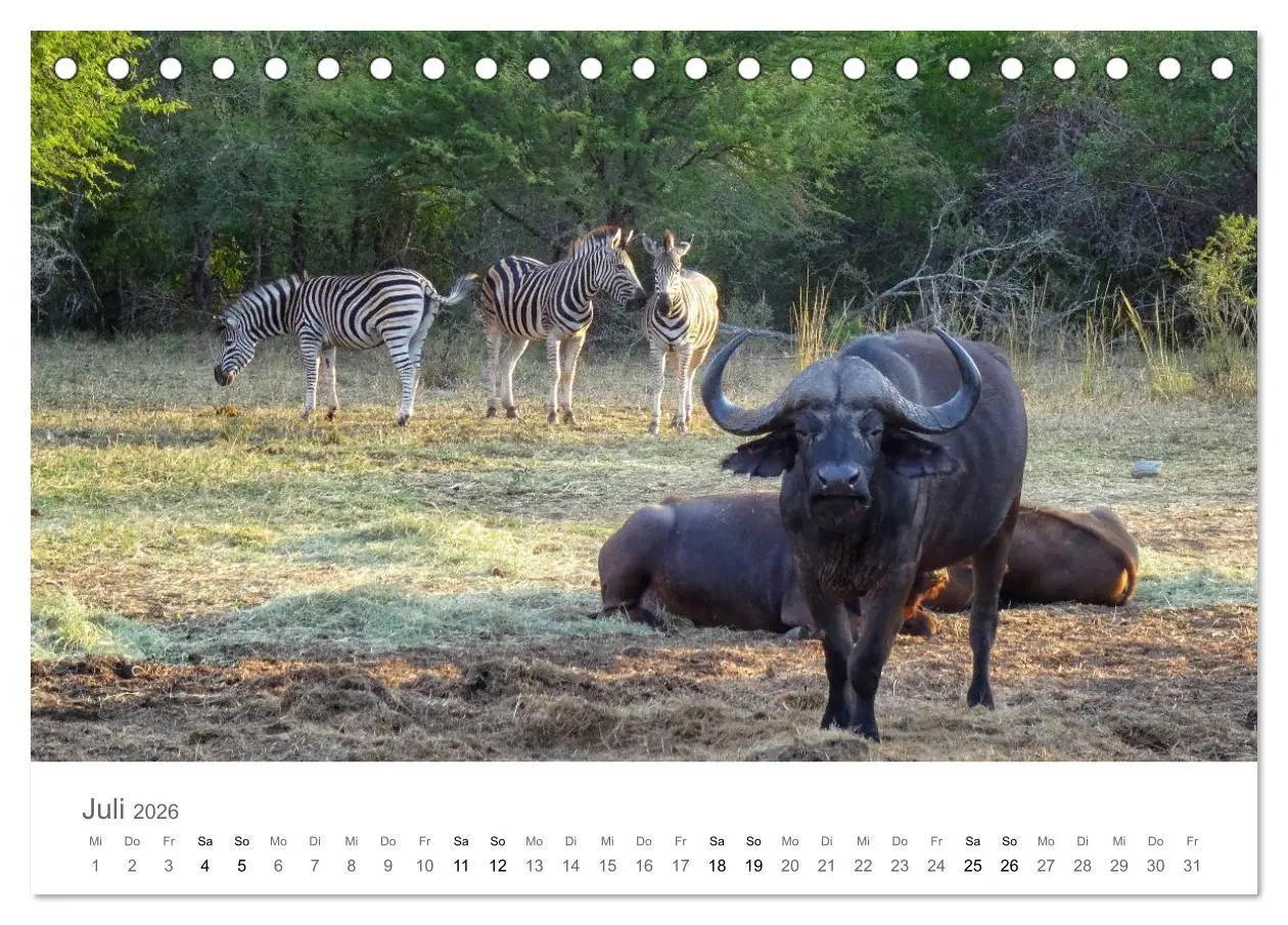Bild: 9783457921968 | Afrika - Tiere im Krüger Nationalpark (Tischkalender 2026 DIN A5...