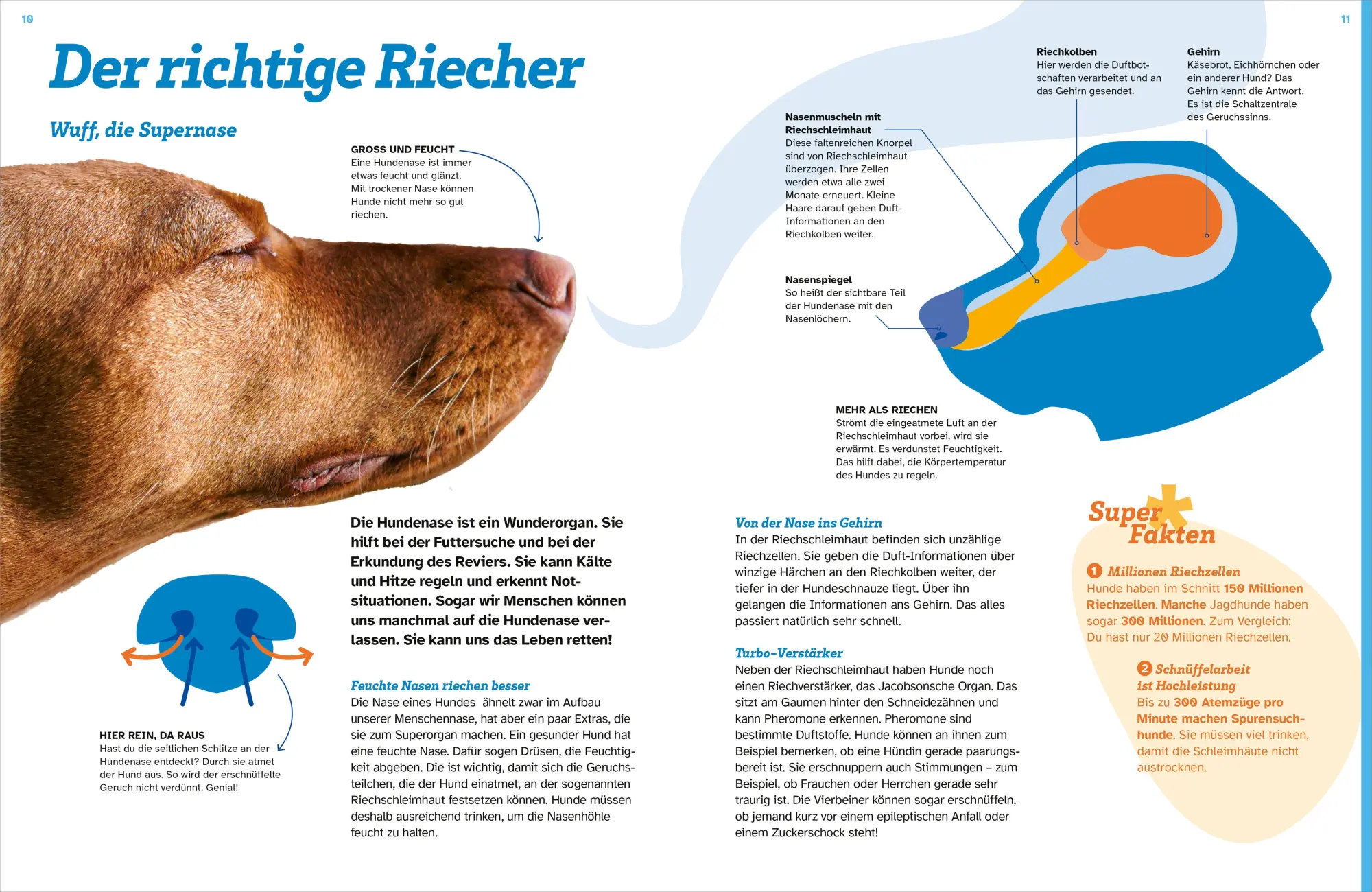 Bild: 9783788681968 | WAS IST WAS Hunde. Auf die Pfoten, fertig, los! | Christine Paxmann