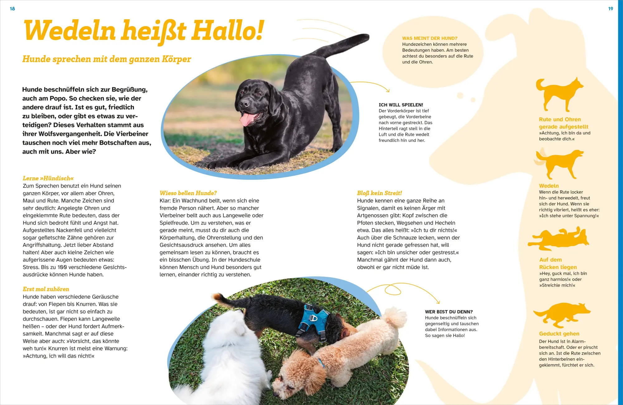Bild: 9783788681968 | WAS IST WAS Hunde. Auf die Pfoten, fertig, los! | Christine Paxmann