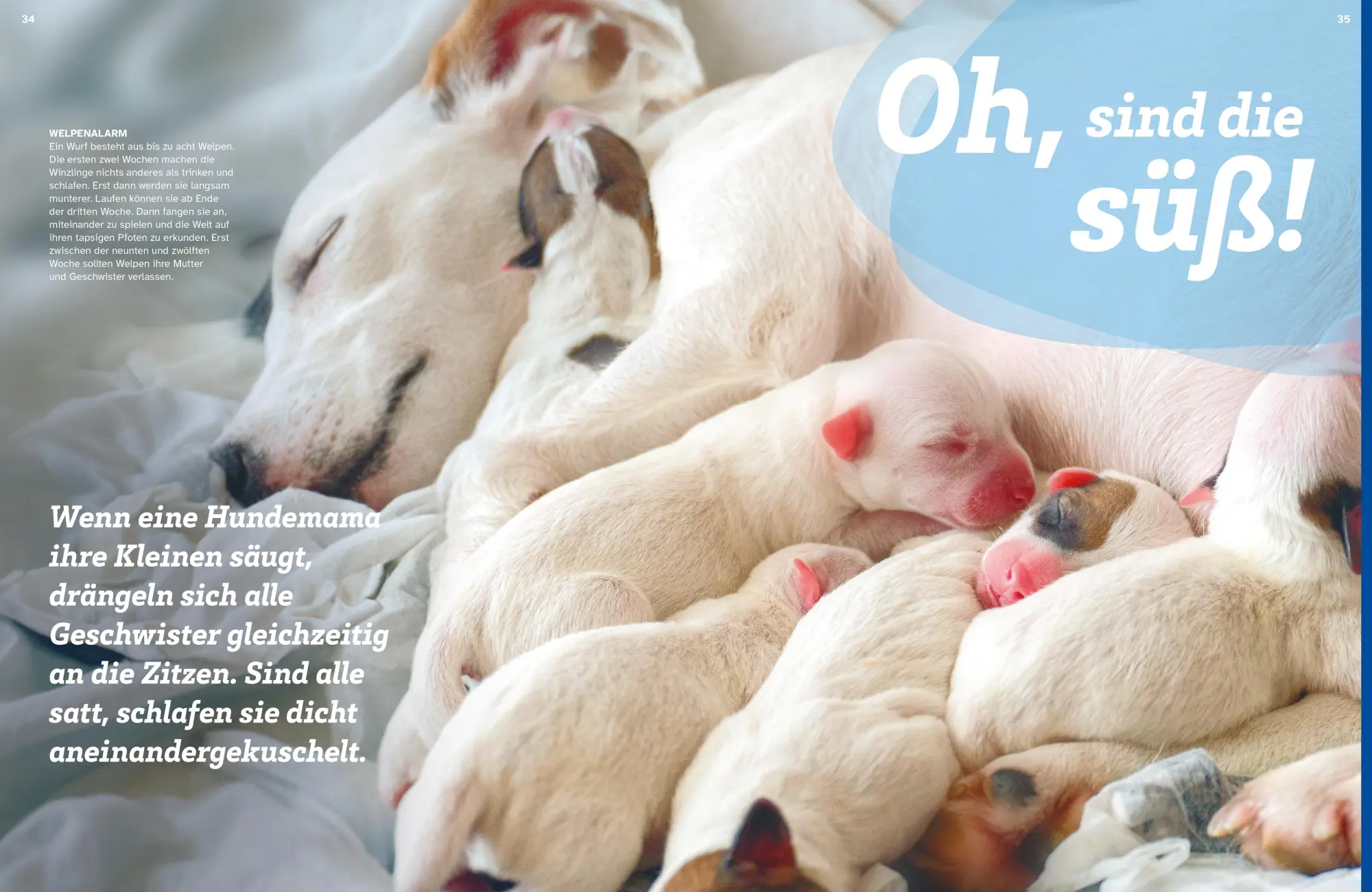 Bild: 9783788681968 | WAS IST WAS Hunde. Auf die Pfoten, fertig, los! | Christine Paxmann