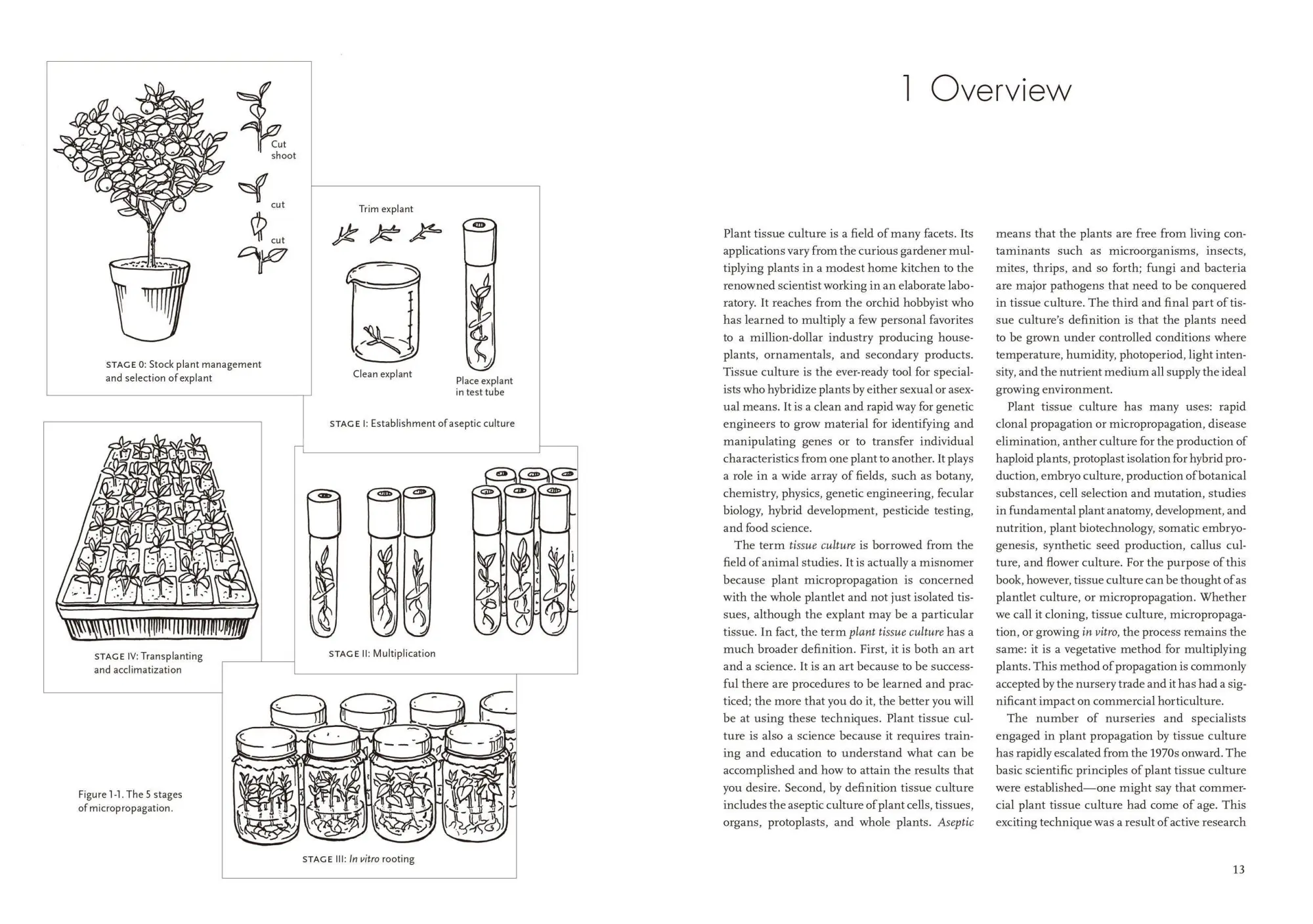 Bild: 9781604692068 | Plants from Test Tubes | An Introduction to Micropropogation | Buch