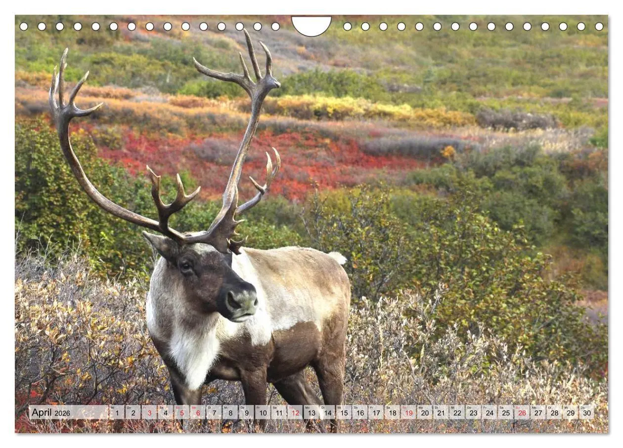 Bild: 9783516072068 | Alaska und Kanada (Wandkalender 2026 DIN A4 quer), CALVENDO...