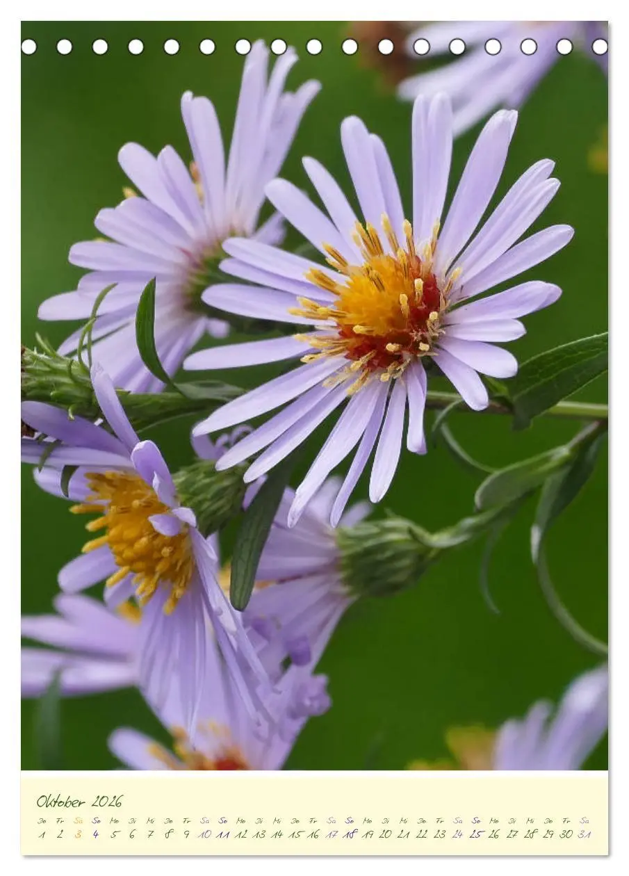 Bild: 9783516372168 | Blütenzauber im Garten (Tischkalender 2026 DIN A5 hoch), CALVENDO...