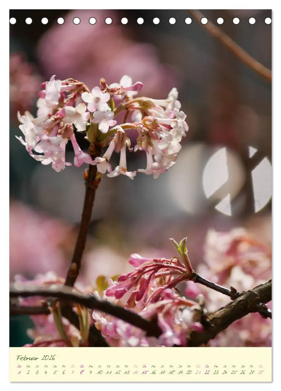 Bild: 9783516372168 | Blütenzauber im Garten (Tischkalender 2026 DIN A5 hoch), CALVENDO...