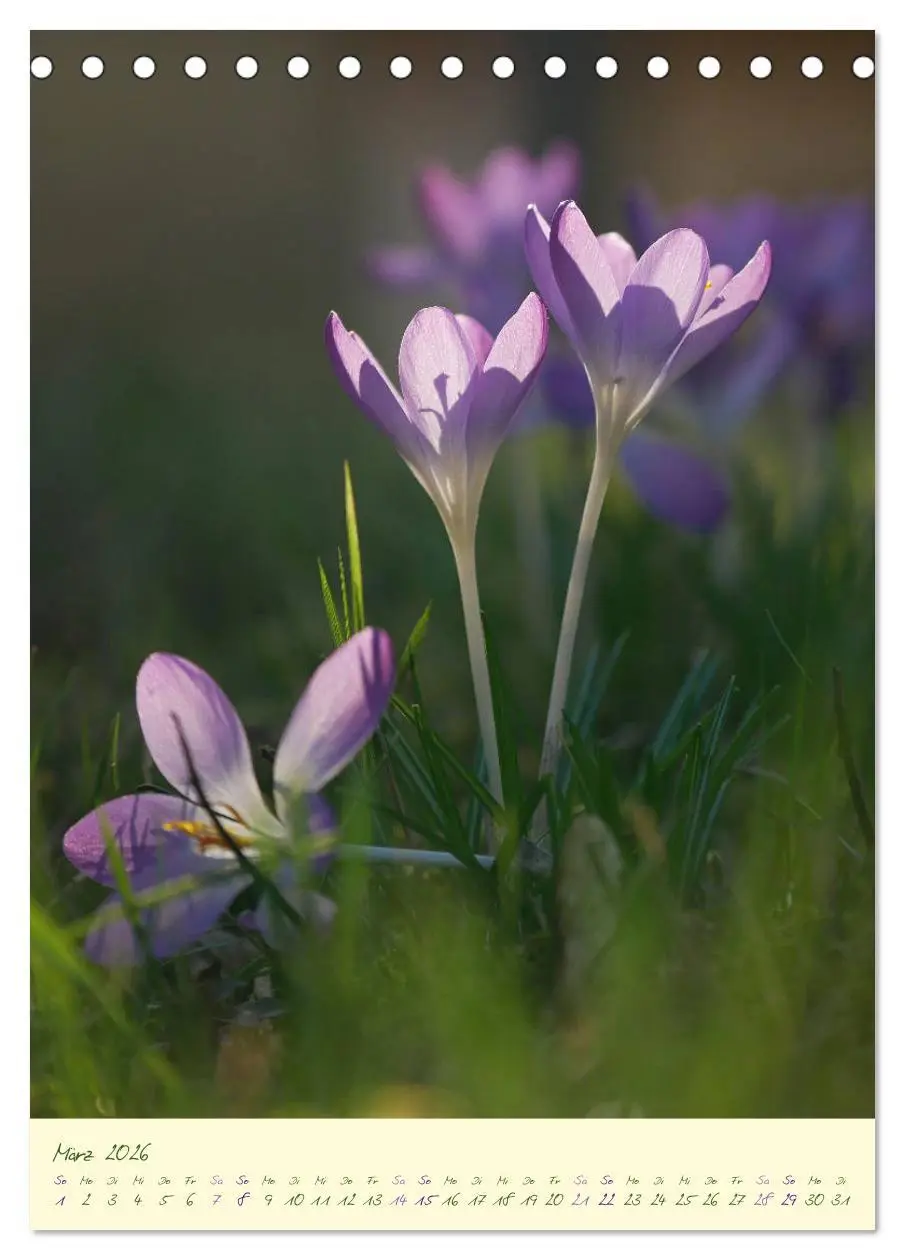 Bild: 9783516372168 | Blütenzauber im Garten (Tischkalender 2026 DIN A5 hoch), CALVENDO...