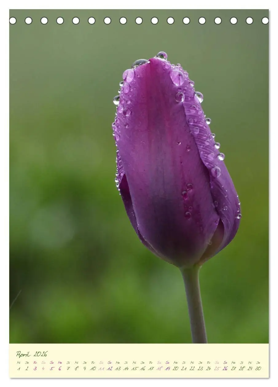 Bild: 9783516372168 | Blütenzauber im Garten (Tischkalender 2026 DIN A5 hoch), CALVENDO...