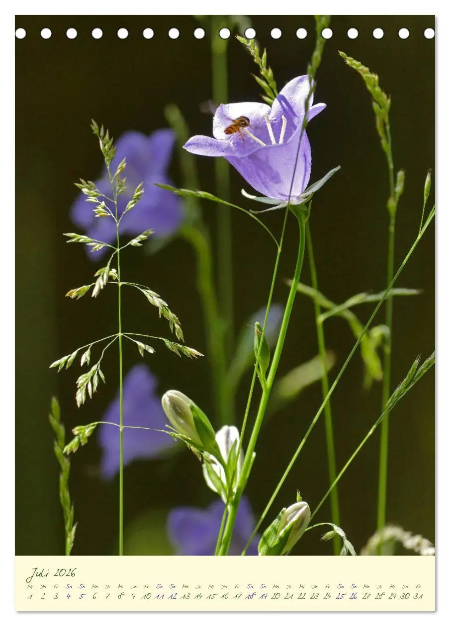 Bild: 9783516372168 | Blütenzauber im Garten (Tischkalender 2026 DIN A5 hoch), CALVENDO...