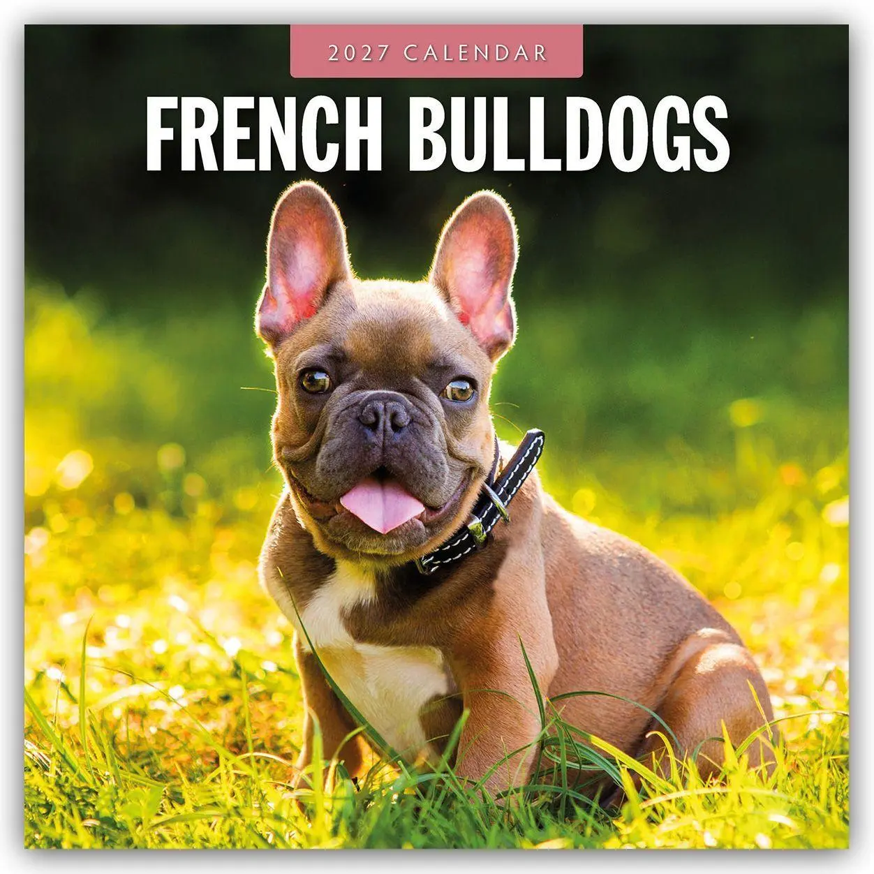 Cover: 9781837012268 | French Bulldogs - Französische Bulldoggen 2027 - 16-Monatskalender
