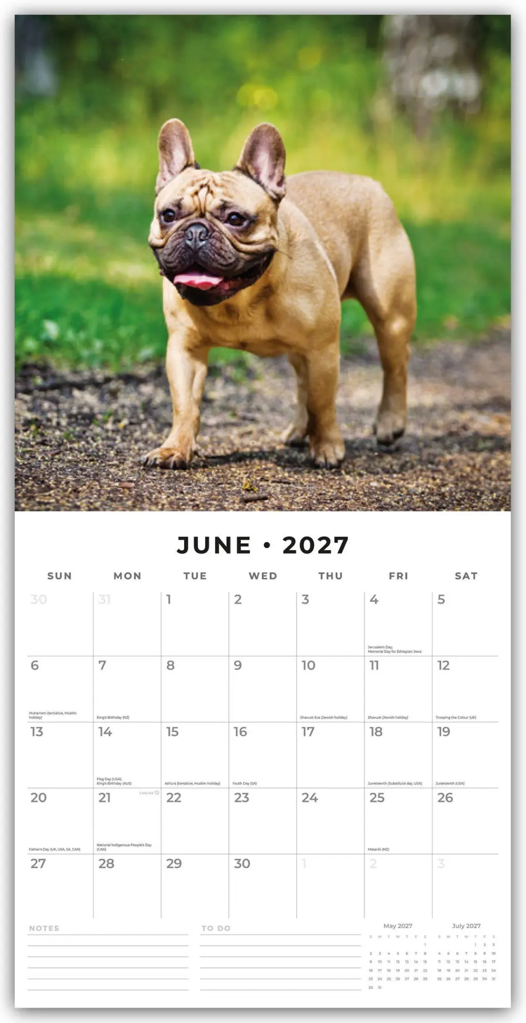 Bild: 9781837012268 | French Bulldogs - Französische Bulldoggen 2027 - 16-Monatskalender