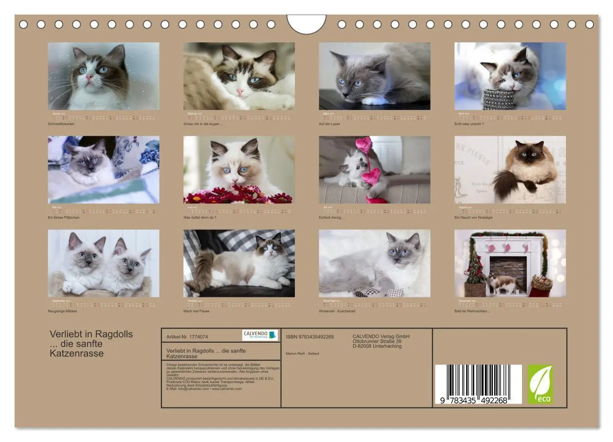 Bild: 9783435492268 | Verliebt in Ragdolls ... die sanfte Katzenrasse (Wandkalender 2025...