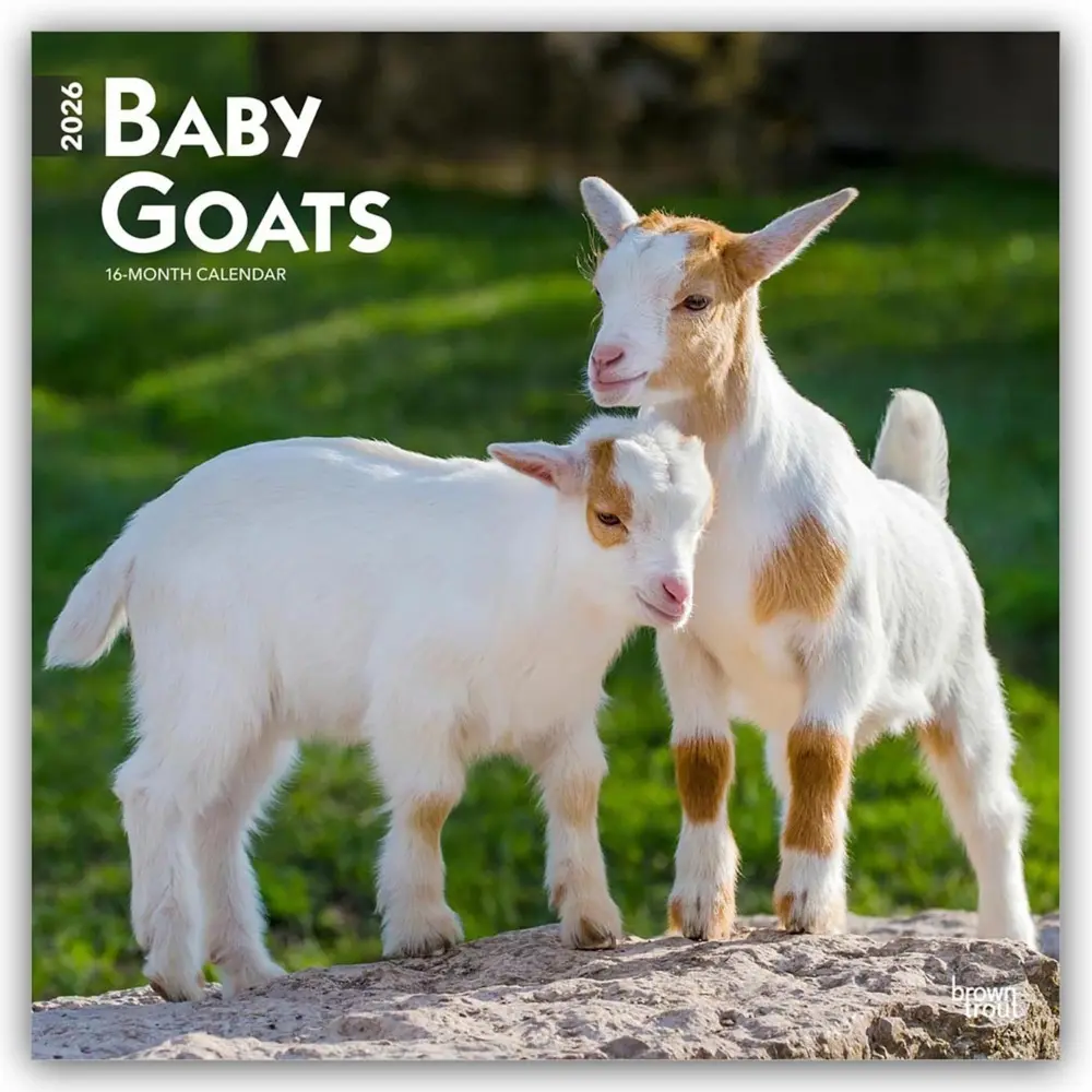 Cover: 9798330702268 | Baby Goats 2026 12 X 24 Inch (Hanging) Monthly Square Wall Calendar...