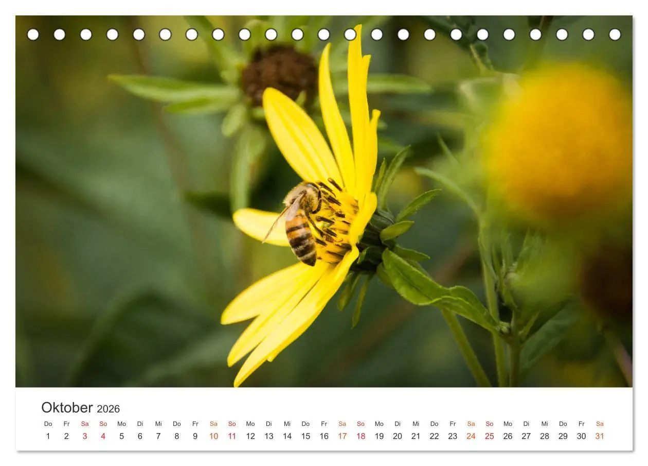 Bild: 9783457712368 | Bienen und Waben (Tischkalender 2026 DIN A5 quer), CALVENDO...