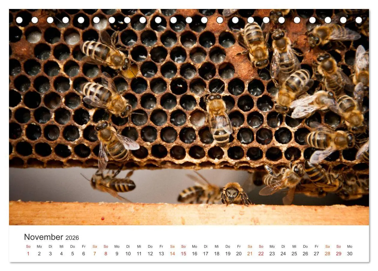 Bild: 9783457712368 | Bienen und Waben (Tischkalender 2026 DIN A5 quer), CALVENDO...