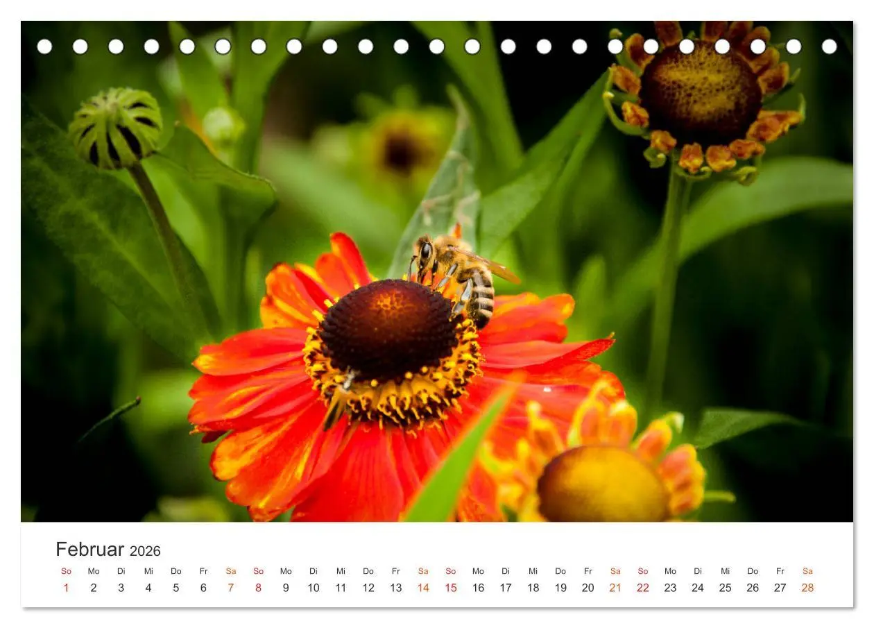 Bild: 9783457712368 | Bienen und Waben (Tischkalender 2026 DIN A5 quer), CALVENDO...