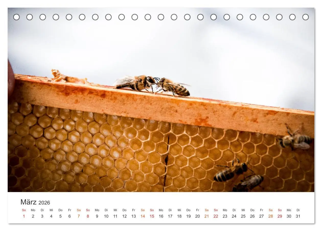 Bild: 9783457712368 | Bienen und Waben (Tischkalender 2026 DIN A5 quer), CALVENDO...