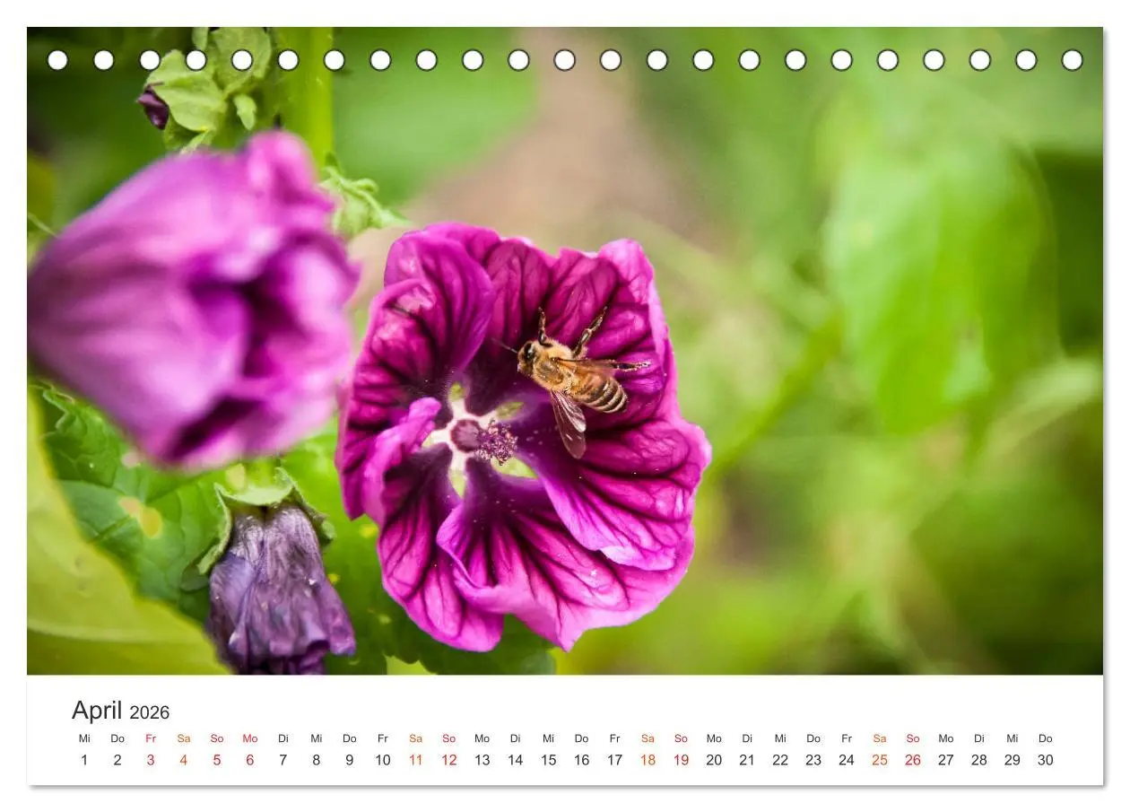 Bild: 9783457712368 | Bienen und Waben (Tischkalender 2026 DIN A5 quer), CALVENDO...
