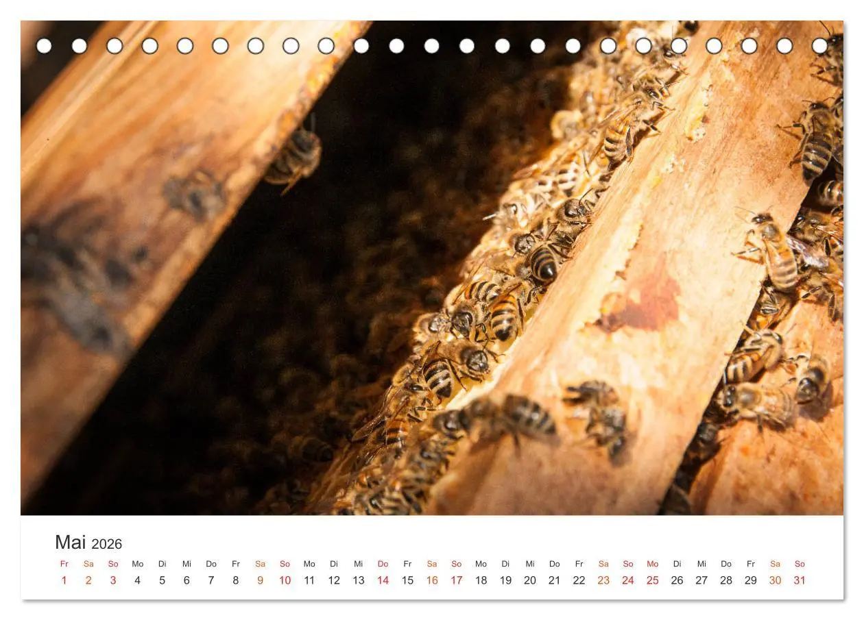 Bild: 9783457712368 | Bienen und Waben (Tischkalender 2026 DIN A5 quer), CALVENDO...