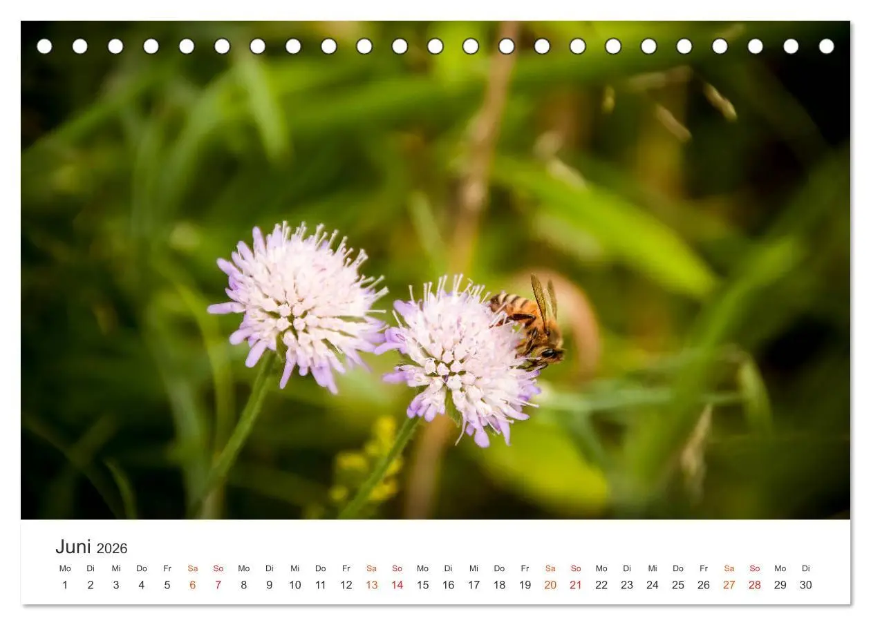 Bild: 9783457712368 | Bienen und Waben (Tischkalender 2026 DIN A5 quer), CALVENDO...