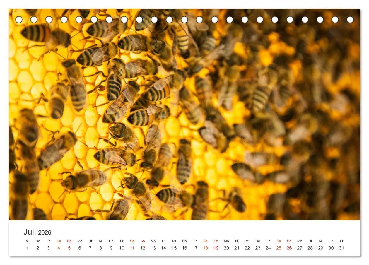 Bild: 9783457712368 | Bienen und Waben (Tischkalender 2026 DIN A5 quer), CALVENDO...