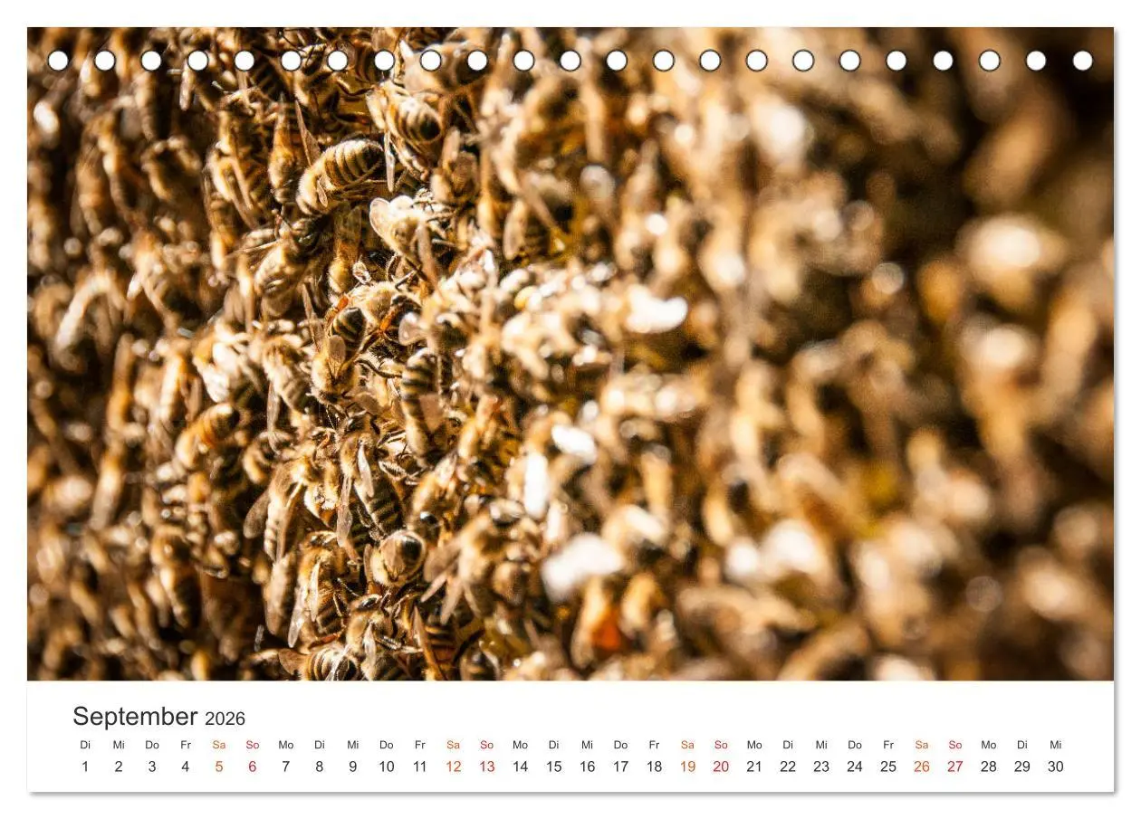 Bild: 9783457712368 | Bienen und Waben (Tischkalender 2026 DIN A5 quer), CALVENDO...