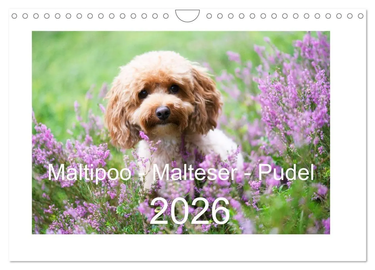 Cover: 9783516662368 | Maltipoo - Malteser -Pudel (Wandkalender 2026 DIN A4 quer),...