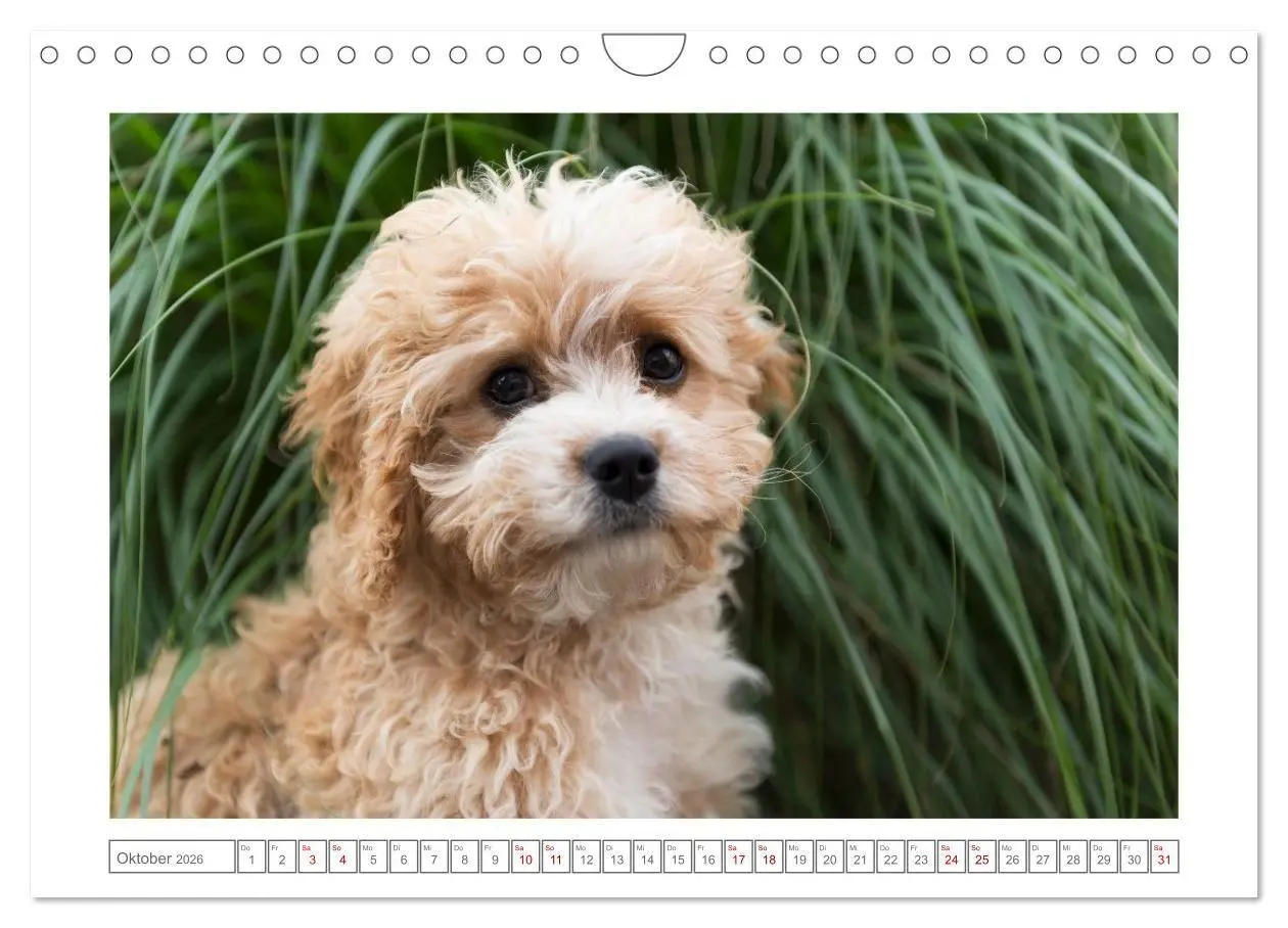Bild: 9783516662368 | Maltipoo - Malteser -Pudel (Wandkalender 2026 DIN A4 quer),...