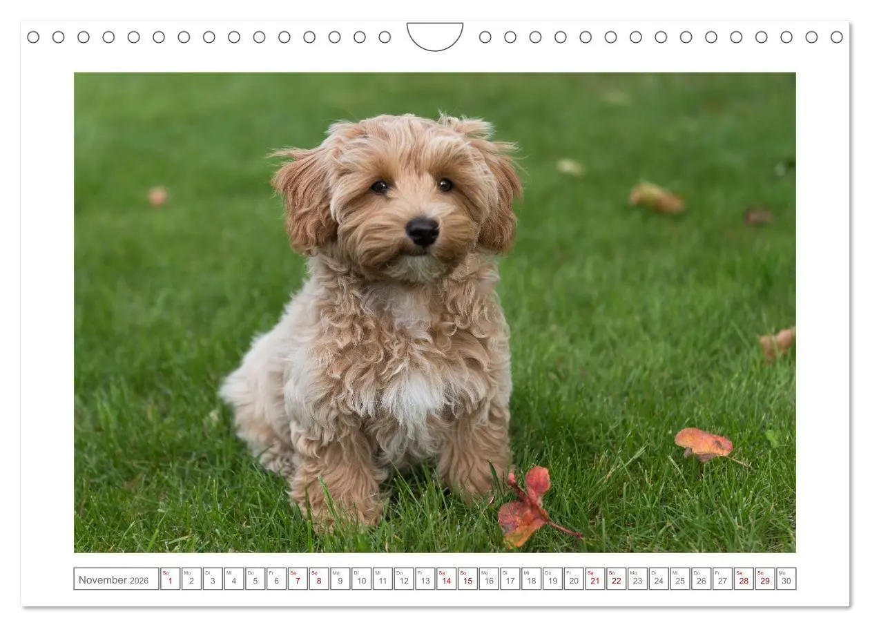 Bild: 9783516662368 | Maltipoo - Malteser -Pudel (Wandkalender 2026 DIN A4 quer),...