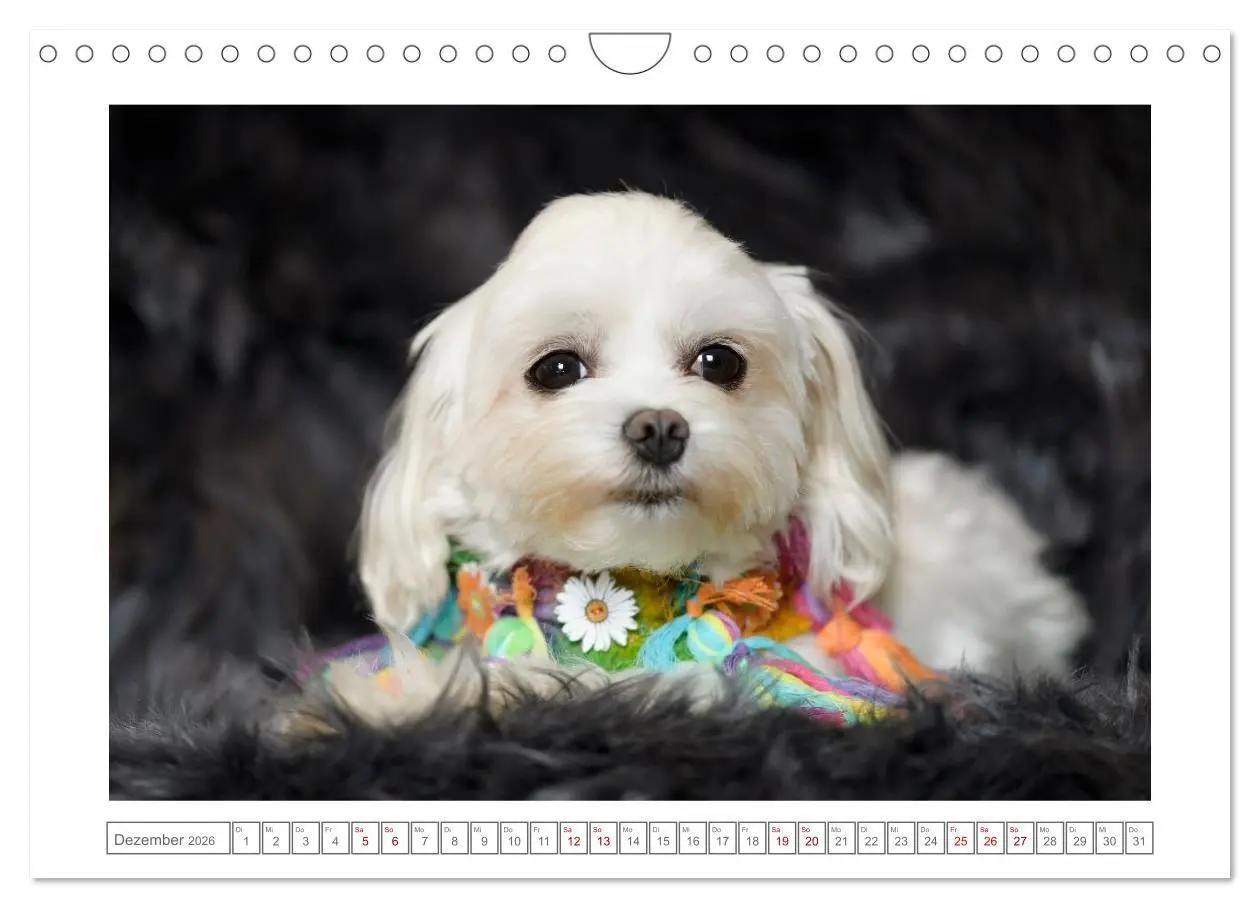 Bild: 9783516662368 | Maltipoo - Malteser -Pudel (Wandkalender 2026 DIN A4 quer),...
