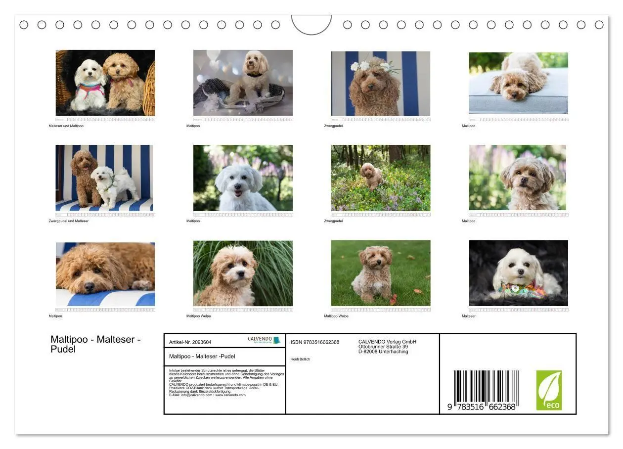 Bild: 9783516662368 | Maltipoo - Malteser -Pudel (Wandkalender 2026 DIN A4 quer),...