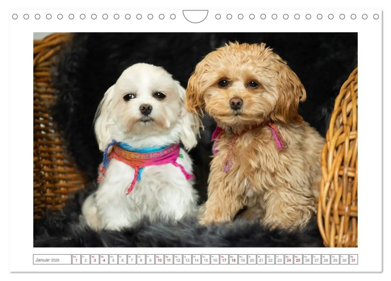 Bild: 9783516662368 | Maltipoo - Malteser -Pudel (Wandkalender 2026 DIN A4 quer),...