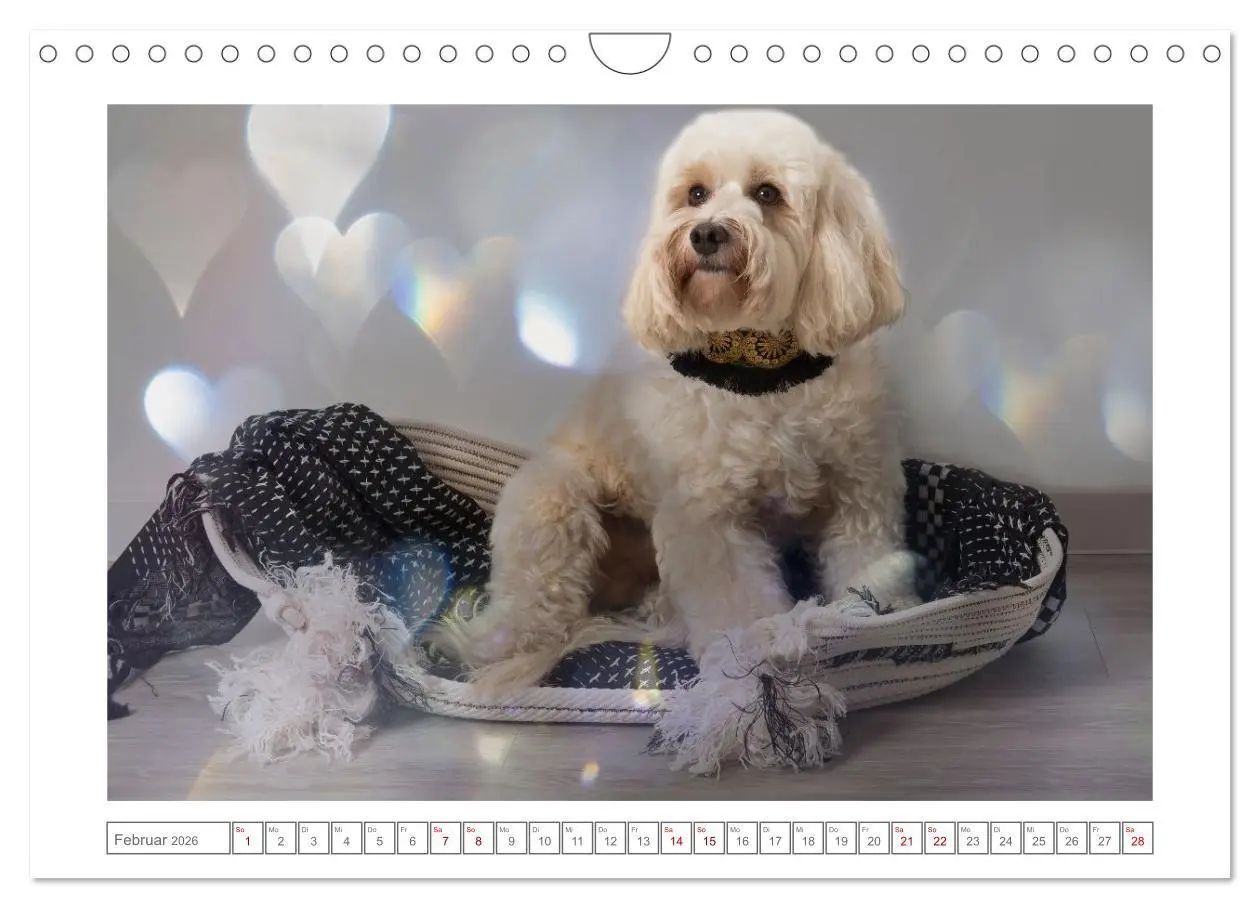 Bild: 9783516662368 | Maltipoo - Malteser -Pudel (Wandkalender 2026 DIN A4 quer),...