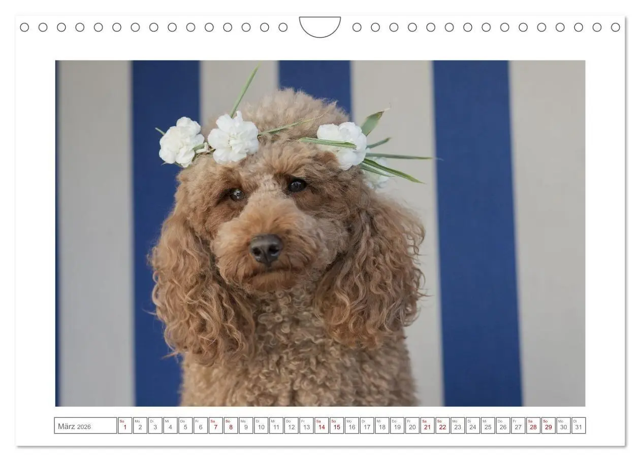 Bild: 9783516662368 | Maltipoo - Malteser -Pudel (Wandkalender 2026 DIN A4 quer),...